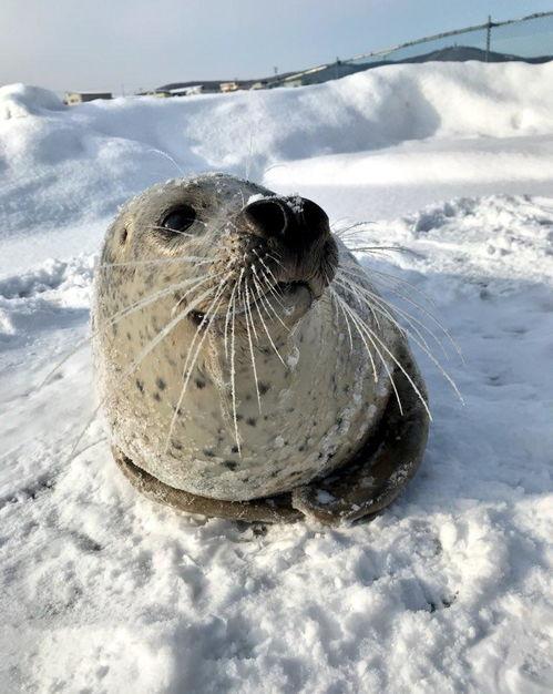 娱乐吃瓜君海豹